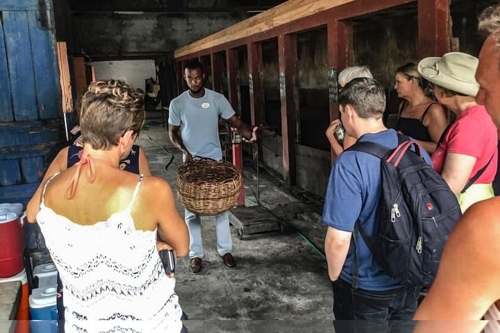 Belmont Estate & Grand Etang: Chocolate, Waterfalls and Rainforest on a Half-Day Tour photo 3