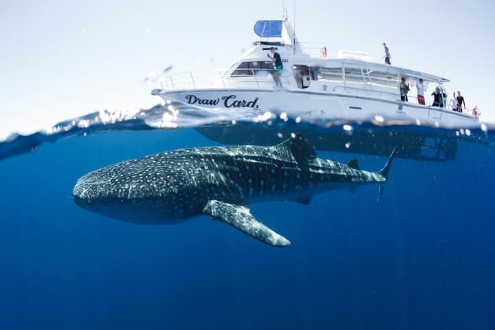 Swim with Whale Sharks at Ningaloo Reef — 3 Islands Whale Shark Dive from Exmouth