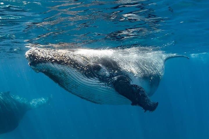 Swim with Humpback Whales at Ningaloo Reef: Full-Day Exmouth Eco-Snorkel