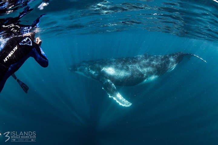 Swim with Humpback Whales at Ningaloo Reef: Full-Day Exmouth Eco-Snorkel photo 2