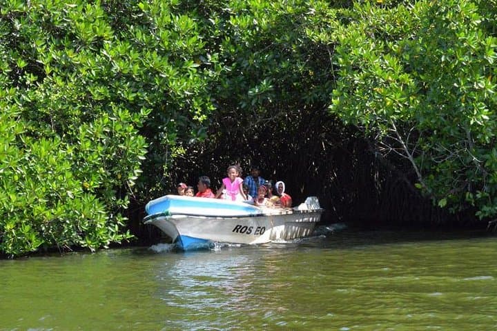 Day trip to Bentota from Negombo — Turtle Releases, Madu River Boat Ride & Coastal Sights photo 4