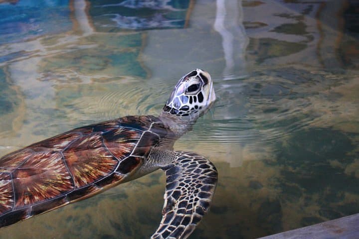 Galle Fort and Jungle Beach Day Trip from Colombo — Forts, Turtles & Swimming photo 5