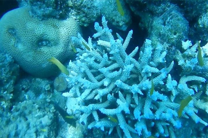Speedboat to Coral Island: Snorkel, Beach & Thai Lunch from Phuket photo 4