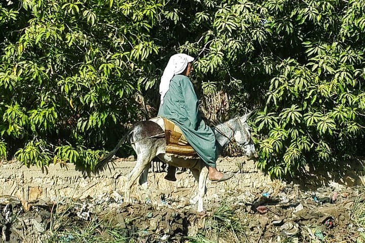 One Day as an Egyptian Farmer in Luxor — Hands-On Farm Life & Donkey Rides photo 2