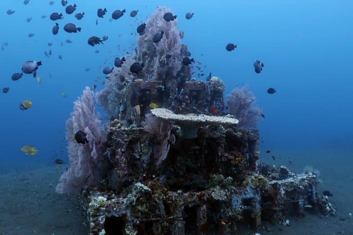 Snorkel Amed Bali: Black-Sand Reefs with Mount Agung Views photo 2