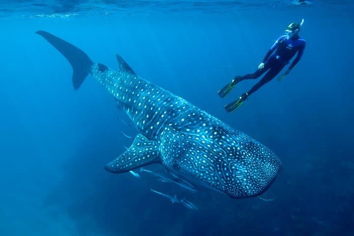 Swim with Whale Sharks in Cancun: Guided Encounter from Punta Sam & Isla Mujeres