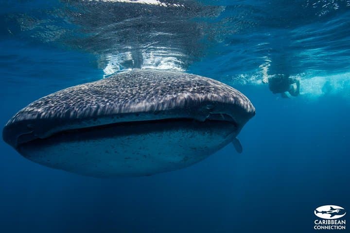 Swim with Whale Sharks in Cancun: Guided Encounter from Punta Sam & Isla Mujeres photo 2