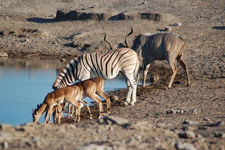 4-Day Etosha National Park and Swakopmund Safari: Etosha Game Drives & Coastal Stay