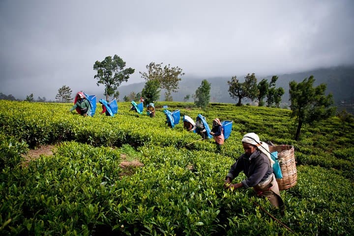 Day Trip to Nuwara Eliya from Kandy: Tea Country, Ramboda Falls & Gregory Lake