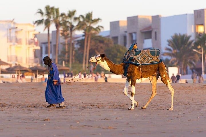 Agadir Camel Ride: 2-Hour Coastal Desert Trek from Port or Taghazout photo 2