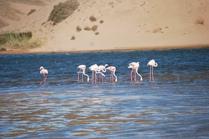 Half-Day Souss Massa National Park Excursion from Agadir: Wildlife & Coastal Dunes
