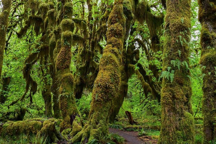 Hoh Rain Forest & Rialto Beach Guided Tour — Full-Day Olympic National Park Adventure
