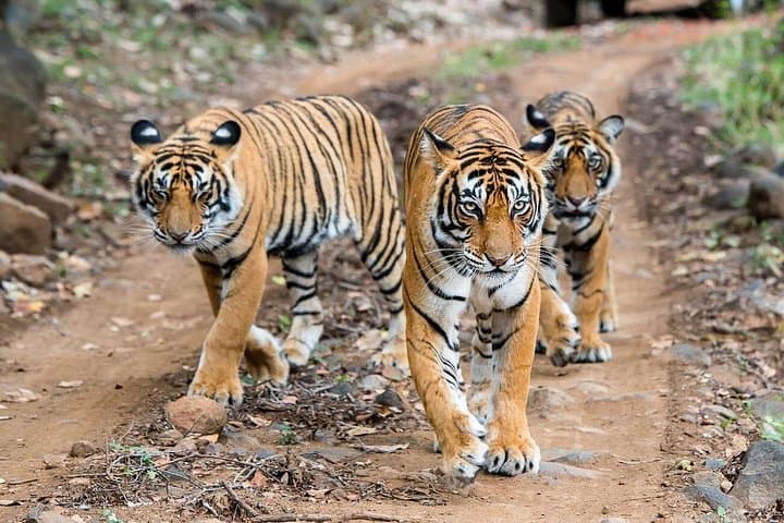 2-Day Ranthambore Safari and Sunrise Taj Mahal: Tiger Tracking from Delhi photo 1