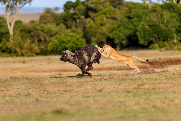3-Day Masai Mara Budget Safari: Game Drives, Camps & Practical Tips photo 6