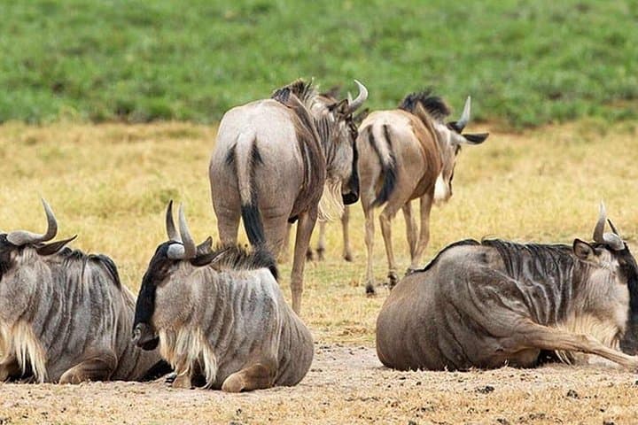 Amboseli National Park Day Tour from Nairobi — Game Drives, Elephants & Maasai Visit photo 2
