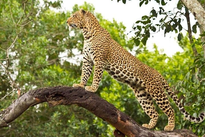 Masai Mara 2-Day Safari from Nairobi: Big Five & Migration Highlights photo 2