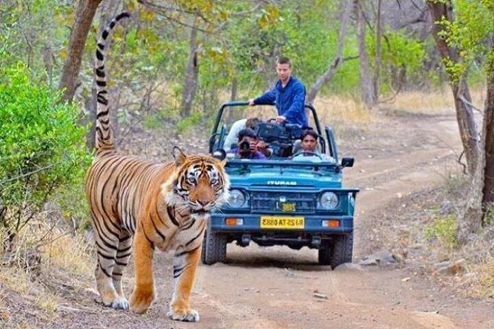 Kumbhalgarh Fort & Wildlife Safari: Private Day Tour from Udaipur photo 4
