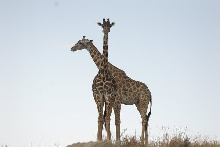 Hells Gate Biking Safari: 1-Day Guided Ride Through Naivasha’s Gorges and Wildlife photo 3