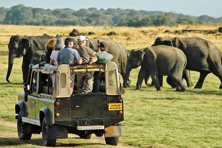 Elephant Encounters: Afternoon Game Drive in Minneriya National Park
