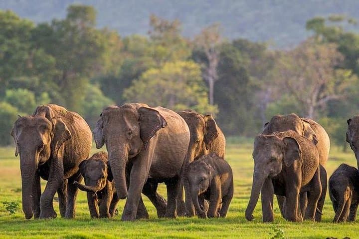 Elephant Encounters: Afternoon Game Drive in Minneriya National Park photo 2