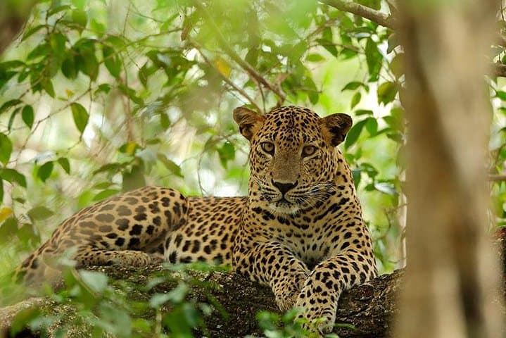 Full-Day Wilpattu Safari: Private Game Drive from Anuradhapura photo 4