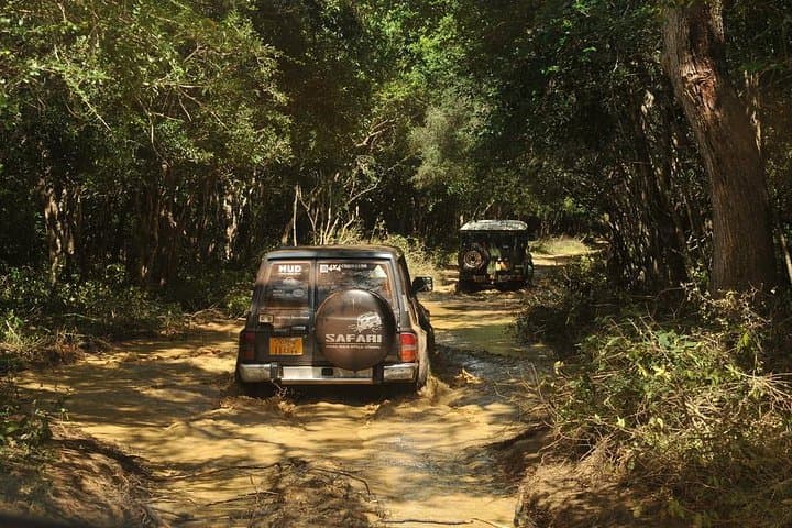 Full-Day Wilpattu Safari: Private Game Drive from Anuradhapura photo 3