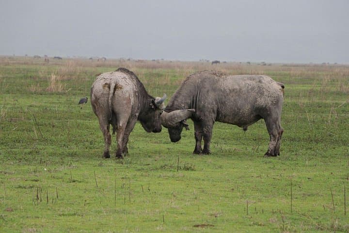 Two-Day Private Safari from Arusha to Tarangire & Ngorongoro Crater photo 4