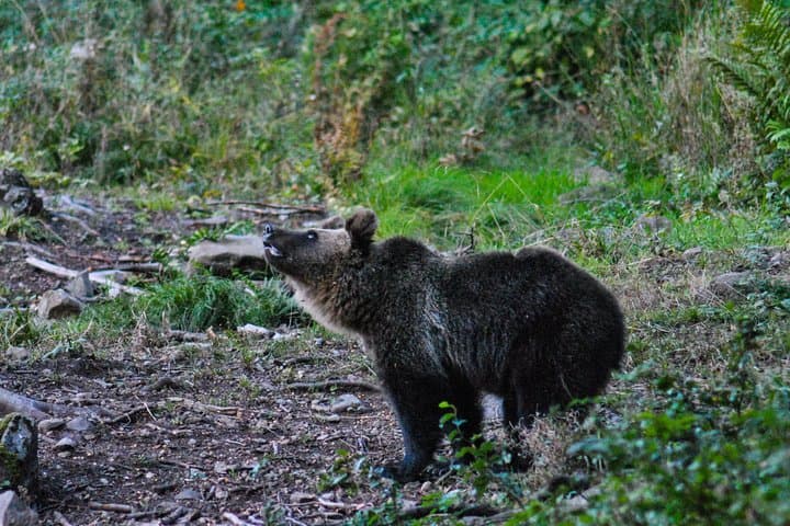 Carpathian Brown Bear Watching Near Odorheiu Secuiesc — Private Hide Experience photo 6