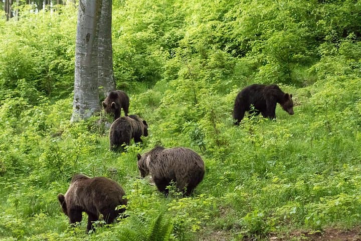 Carpathian Brown Bear Watching Near Odorheiu Secuiesc — Private Hide Experience photo 5