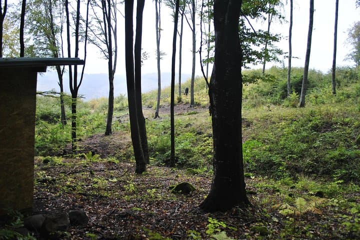 Carpathian Brown Bear Watching Near Odorheiu Secuiesc — Private Hide Experience photo 4