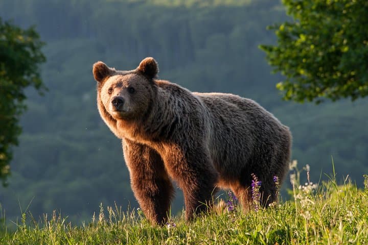 Carpathian Brown Bear Watching Near Odorheiu Secuiesc — Private Hide Experience photo 2