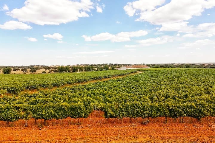 Jeep Cork Forest Tour Near Setúbal: Wine Tasting and Traditional Lunch photo 4
