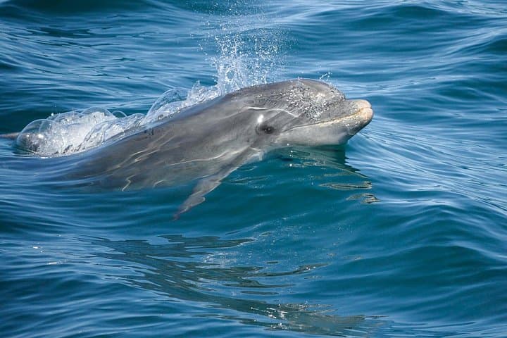 Dolphin Watching and Cave Cruise from Albufeira — Algarve Boat Tour photo 4