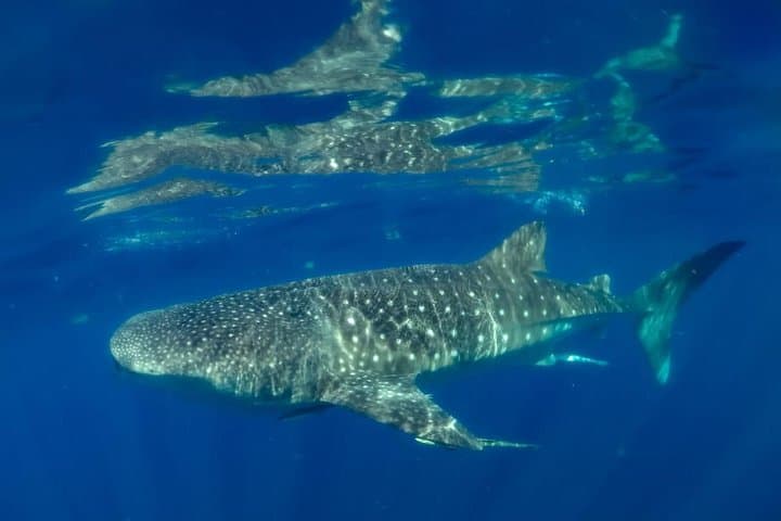 Snorkel with Whale Sharks from Cancun: Private Eco-Friendly Tour photo 3
