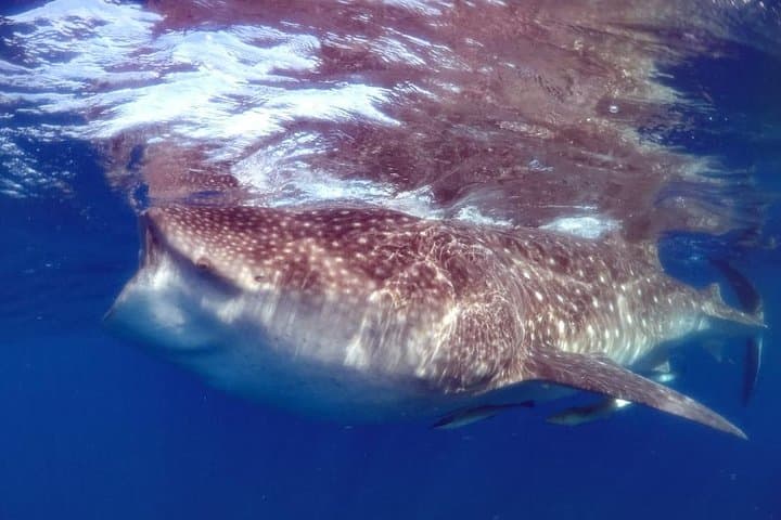 Snorkel with Whale Sharks from Cancun: Private Eco-Friendly Tour photo 4