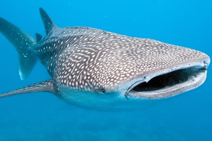 Snorkel with Whale Sharks from Cancun: Private Eco-Friendly Tour photo 5