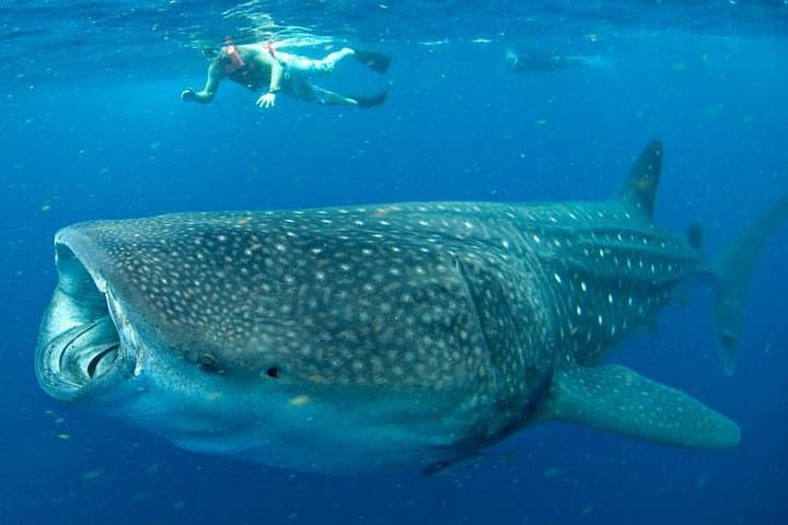 Swim With Whale Sharks in the Riviera Maya: Private Ecofriendly Tour Guide photo 2