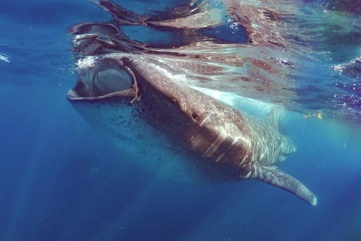 Swim With Whale Sharks in the Riviera Maya: Private Ecofriendly Tour Guide photo 6