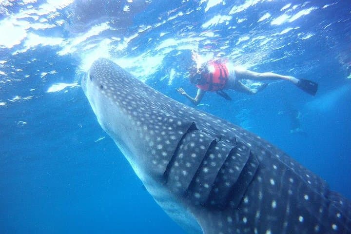 Swim With Whale Sharks in the Riviera Maya: Private Ecofriendly Tour Guide photo 4