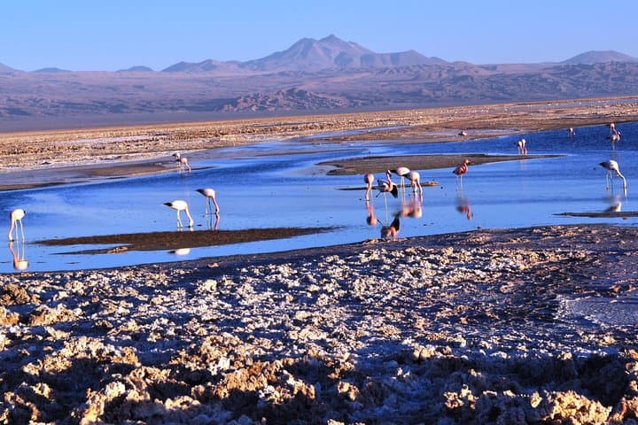 Altiplanic Lagoons & Piedras Rojas: Day Tour from San Pedro de Atacama photo 3