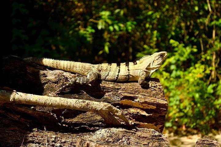Cenote and Akumal Turtle Snorkel Private Tour — Riviera Maya Day Trip photo 4