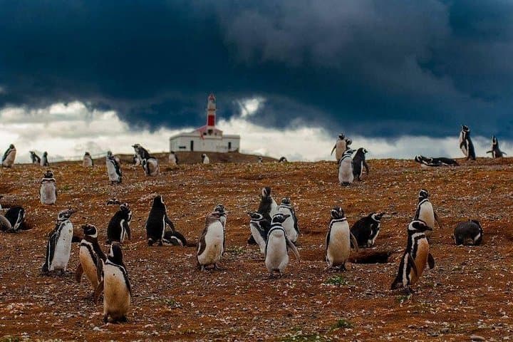Magdalena Island Penguin Tour from Punta Arenas — See Magellanic Penguins by Boat