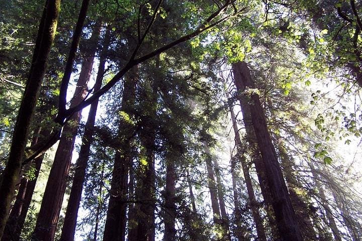 Half-Day Shore Excursion to Muir Woods and Sausalito: Redwoods, Fog, and Bay Views photo 3