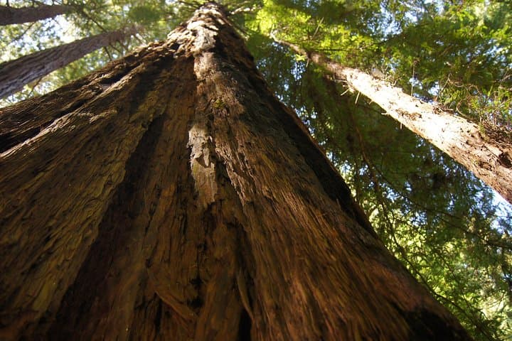 Half-Day Shore Excursion to Muir Woods and Sausalito: Redwoods, Fog, and Bay Views photo 5