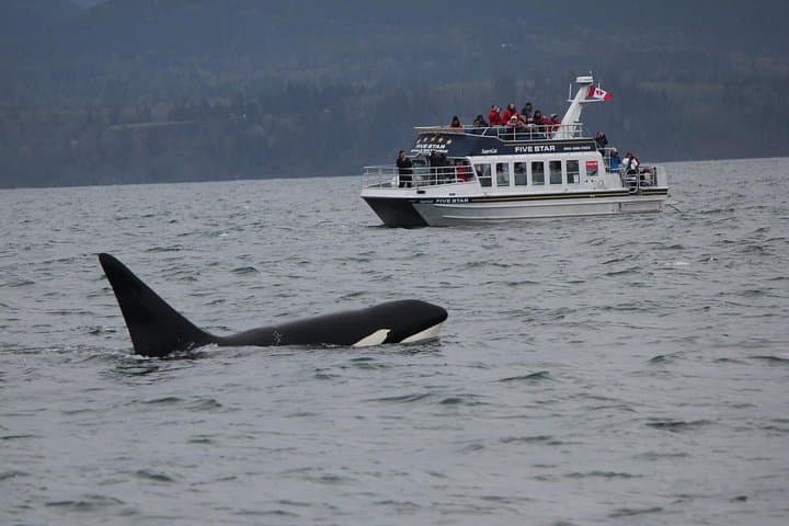 Victoria Whale-Watching Cruise with Naturalist Guides — 3-Hour Shore Excursion