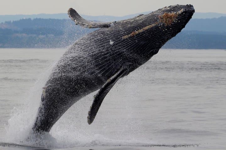 Victoria Whale-Watching Cruise with Naturalist Guides — 3-Hour Shore Excursion photo 2