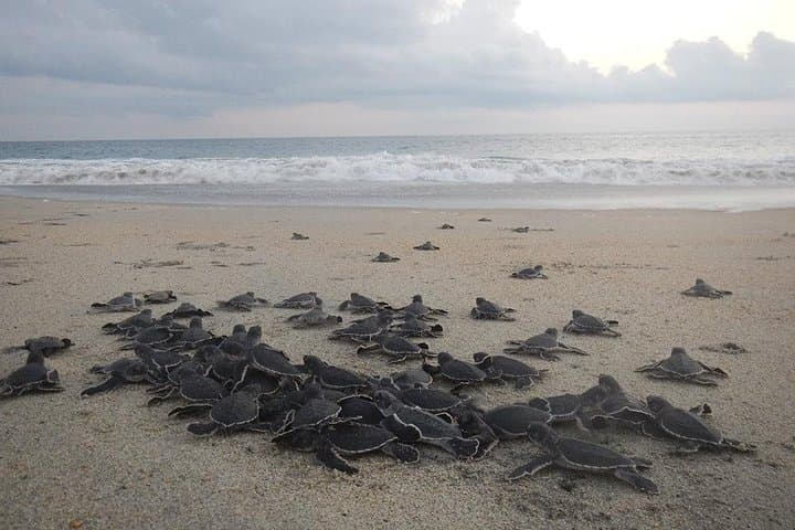 Puerto Escondido Turtle Release and Bioluminescent Lagoon Night Tour
