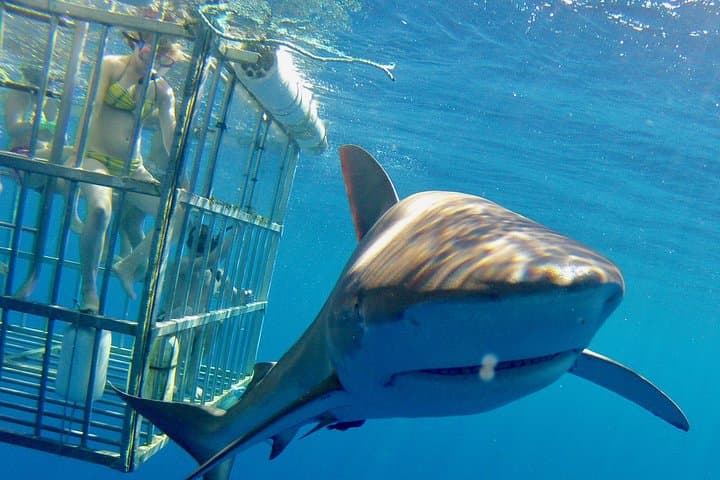 Oahu Shark Cage Dive Off Haleiwa Harbor — North Shore Shark Encounter photo 3
