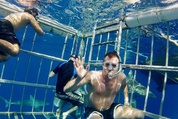 Oahu Shark Cage Dive Off Haleiwa Harbor — North Shore Shark Encounter