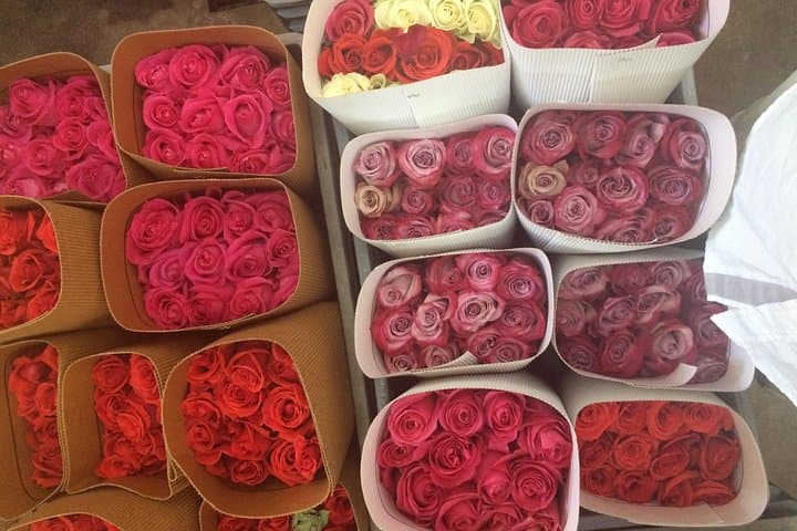 Pifo Rose Farm & Horseback Ride: Private Day Trip from Quito photo 5